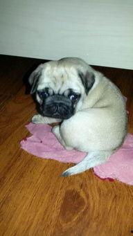 巴哥爆料新版本视频播放,新版本视频播放功能革新来袭！  第2张